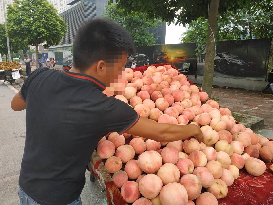 Đào Tiên khổng lồ 50 nghìn đồng/quả, gây “sốt” thị trường - 3 Các thương lái đều khẳng định đây là đào Tiên có xuất xứ từ tỉnh Lào Cai