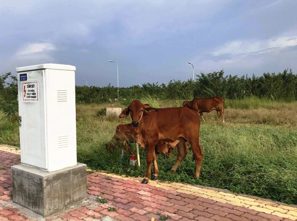 Lại xuất hiện công ty môi giới mạo danh chủ đầu tư bán “trộm” dự án 267 ha - 2 Hạ tầng chưa được đầu tư xong nhưng dự án đã bị các công ty môi giới đem ra chào bán cho khách hàng.