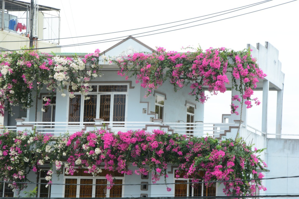 Quảng Ngãi: Giàn hoa giấy tuyệt đẹp phủ kín ngôi nhà 3 tầng - 1 Nằm cạnh tuyến đường tránh quốc lộ 1A, ngôi nhà của anh Nguyễn Phú Thành (số 79, đường Bà Triệu, TP. Quảng Ngãi) nổi bật với màu sắc rực rỡ của hoa giấy.