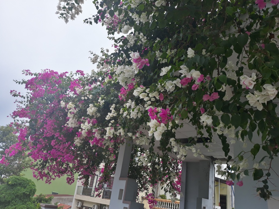 Quảng Ngãi: Giàn hoa giấy tuyệt đẹp phủ kín ngôi nhà 3 tầng - 6 Giàn hoa giấy phủ kín mặt tiền ngôi nhà tạo nên khung cảnh tuyệt đẹp giữa phố xá đông đúc