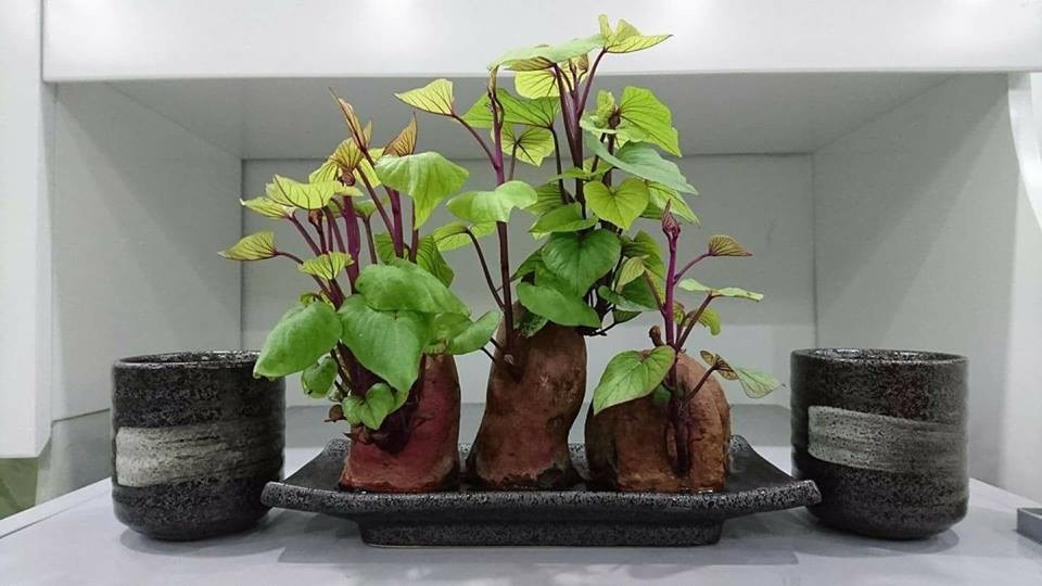 Dân mạng phát “sốt” với trào lưu trồng “khoai lang bonsai” trang trí nhà - 2 Mới đây, trên mạng xã hội nhiều người “rộ” trào lưu trồng khoai lang trong bình nước hoặc chậu đất. Những chậu khoai lang nhỏ xinh có thể đặt bên góc bàn làm việc, trang trí trong nhà. Ảnh: Fb Hùng Lê