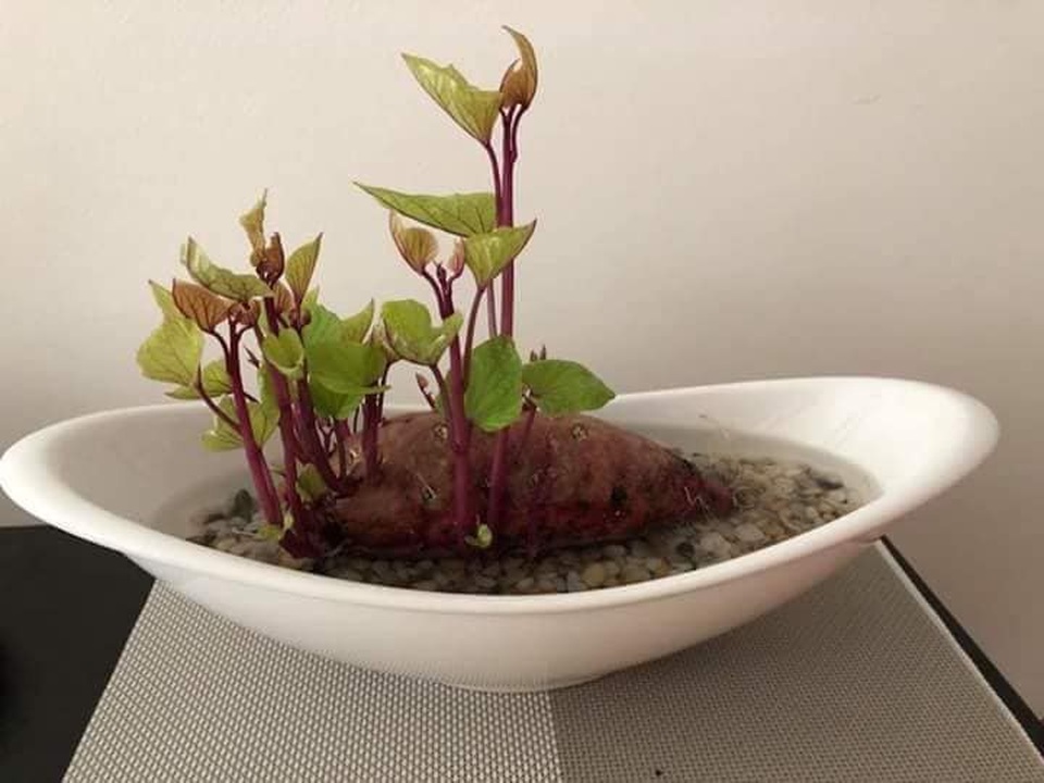 Dân mạng phát “sốt” với trào lưu trồng “khoai lang bonsai” trang trí nhà - 3 Để có một chậu khoai lang bonsai vô cùng đơn giản, bạn chỉ cần để củ khoai lang ra bên ngoài cho đến khi cây mọc mầm và phát triển thành dây, sau đó đặt cây vào một lọ hoa thật đẹp. Các mầm khoai lang vươn ra tạo cho củ khoai những hình thù độc đáo, sinh động.