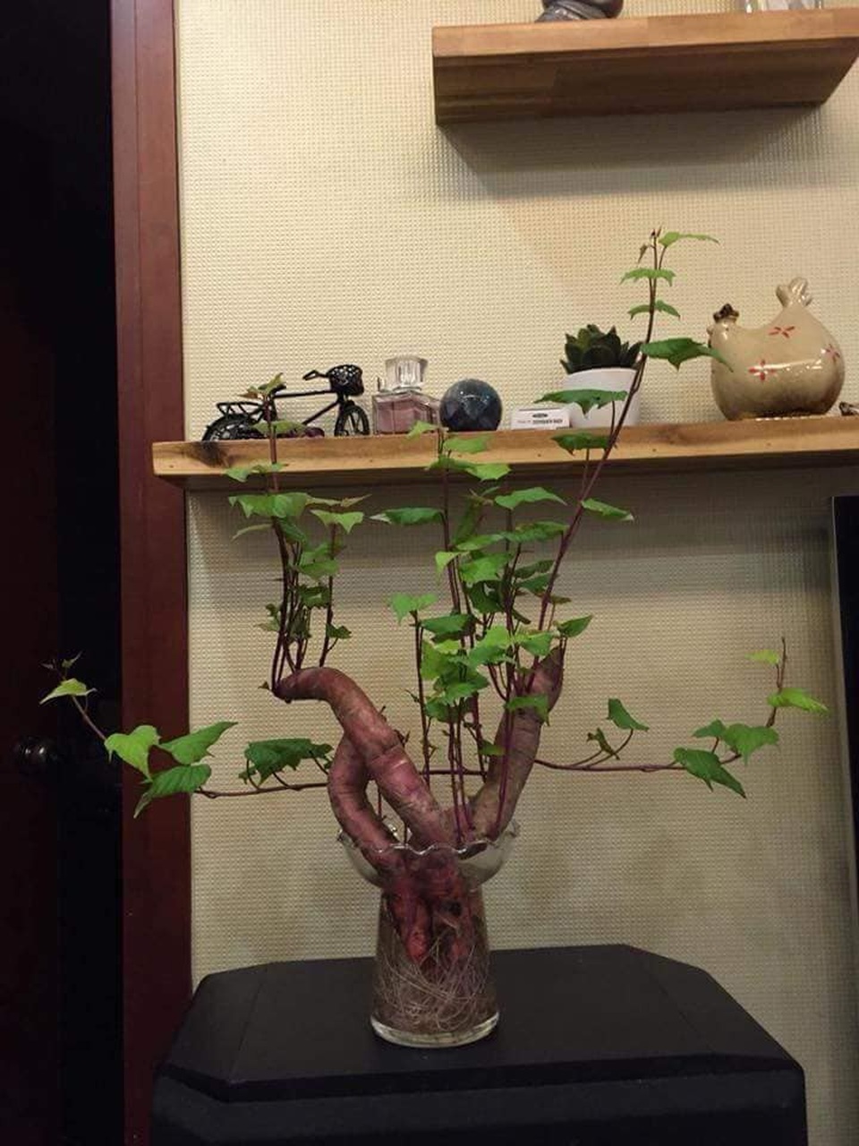 Dân mạng phát “sốt” với trào lưu trồng “khoai lang bonsai” trang trí nhà - 7 Hầu hết các ý kiến bình luận đều bày tỏ sự thích thú trước trào lưu trồng bonsai khoai lang. Nhiều người cho rằng, đây là một sự sáng tạo độc đáo “rất dễ làm” “lạ mà đẹp” và “đúng chất bonsai”.