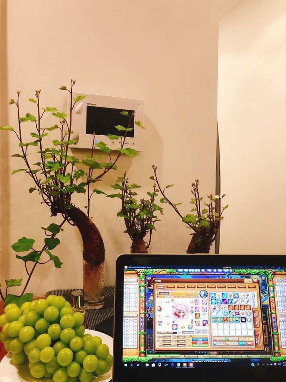 Dân mạng phát “sốt” với trào lưu trồng “khoai lang bonsai” trang trí nhà - 8 Để có những chậu khoai lang bonsai đẹp, nhiều người trồng chia sẻ nên chọn những củ giống tốt, để ngoài đất ẩm cho cây lên mầm tự nhiên. Sau khoảng 4-5 ngày đưa vào lọ thủy tinh chứa nước để góc bàn làm việc hoặc trang trí trong nhà. Nếu không muốn ngọn cây vươn quá dài, bạn có thể dùng kéo để cắt tỉa bớt ngọn cây. Ảnh: Fb Vũ Quốc Huy