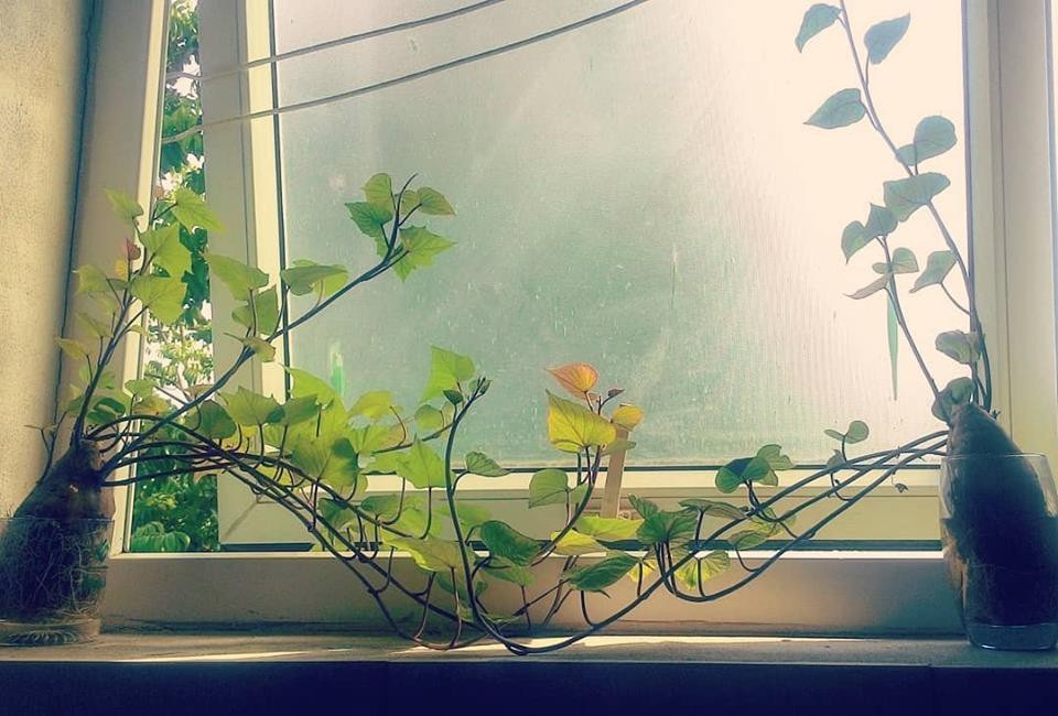 Dân mạng phát “sốt” với trào lưu trồng “khoai lang bonsai” trang trí nhà - 9 Góc cửa sổ trong phòng trở nên thi vị hơn nhờ những chậu khoai lang bonsai. Ảnh: Hà Phương Nguyễn
