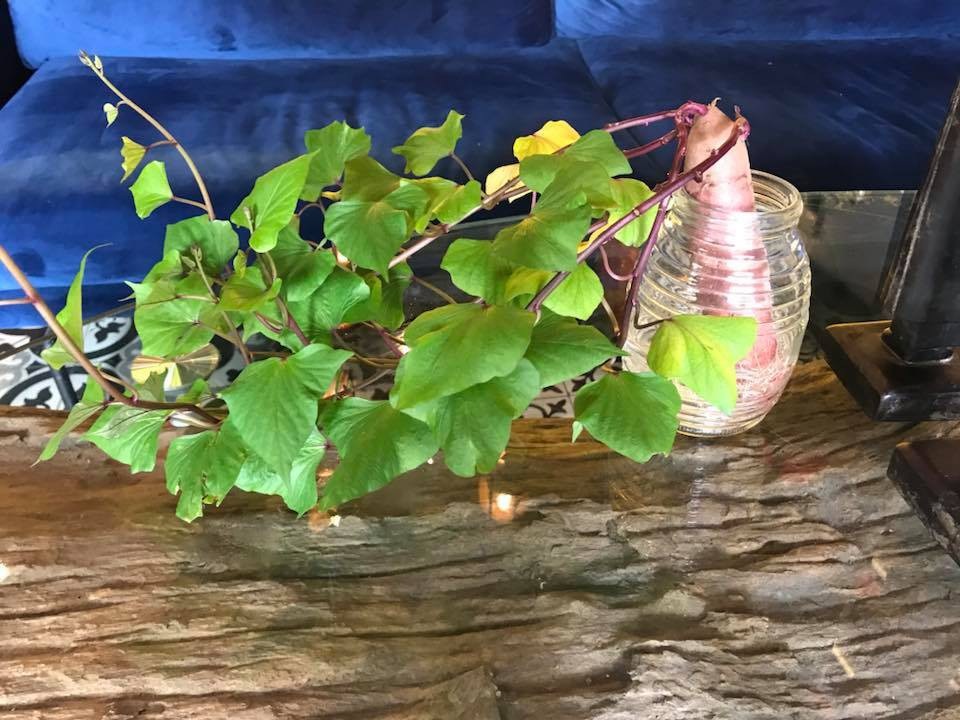 Dân mạng phát “sốt” với trào lưu trồng “khoai lang bonsai” trang trí nhà - 4 Không chỉ lạ mắt, bonsai khoai lang còn không tốn chi phí trồng như các loại cây cảnh quý hiếm khác.