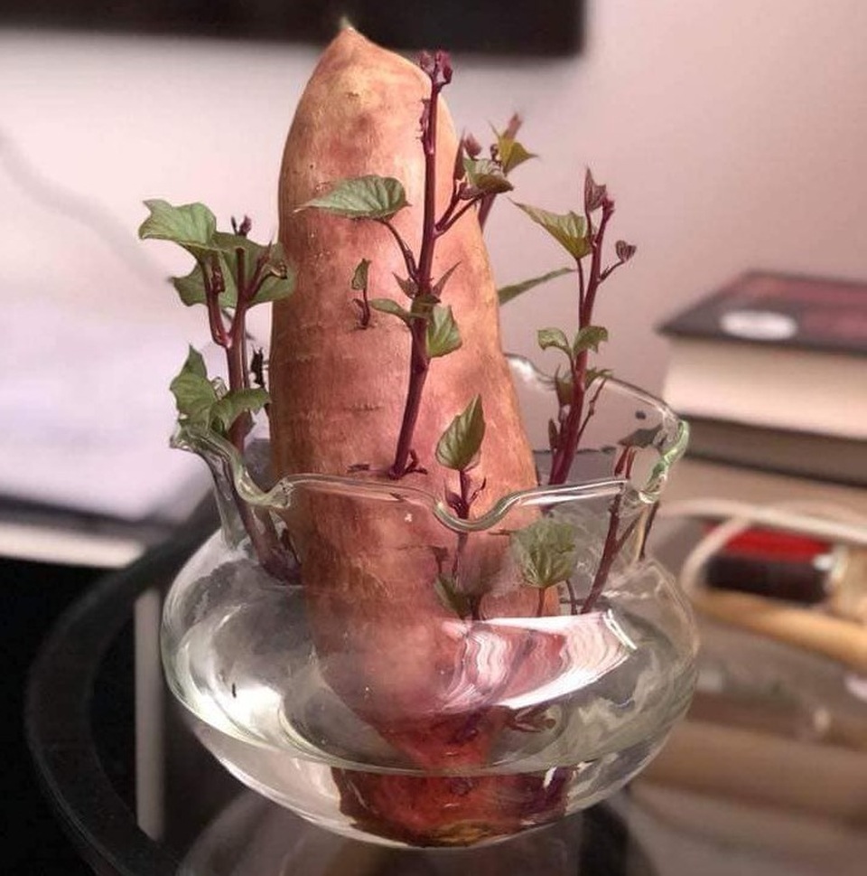 Dân mạng phát “sốt” với trào lưu trồng “khoai lang bonsai” trang trí nhà - 1 Không chỉ là các loài hoa, cây ăn quả, dưới sự sáng tạo và bàn tay khéo léo của con người nhiều loại cây rau bình dị cũng trở thành những chậu bonsai lạ mắt, độc đáo. Ảnh: Nguyễn Thị Phương