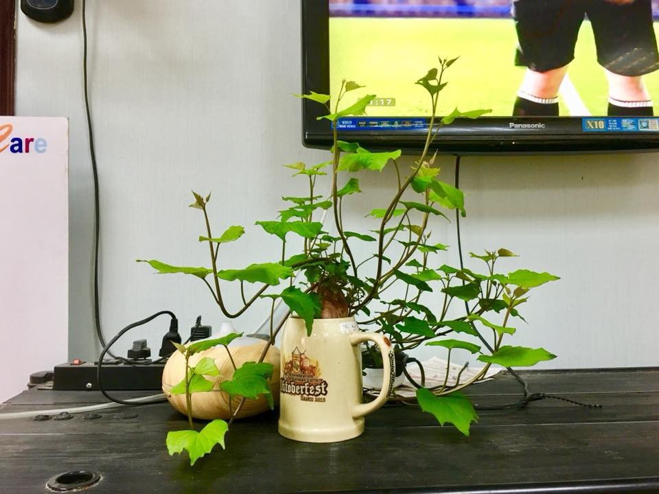 Dân mạng phát “sốt” với trào lưu trồng “khoai lang bonsai” trang trí nhà - 6 Một chậu bonsai khoai lang với hình thù khá độc đáo được chủ nhân đặt trang trí trong phòng khách. Ảnh: Facebook Dao Le