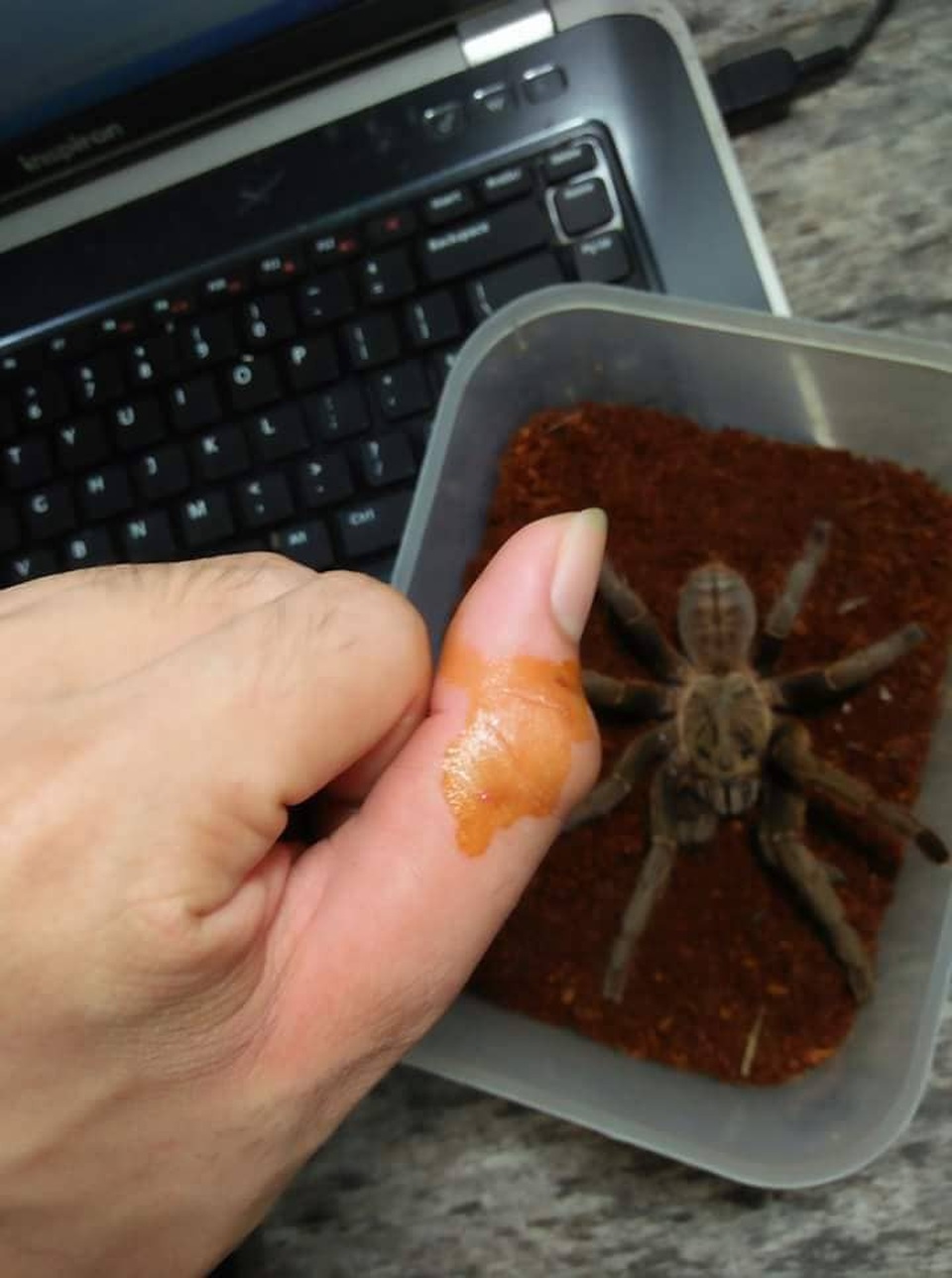 Rùng mình với bộ sưu tập 12 thú cưng "độc lạ" của 10x Khánh Hòa - 3 Nhện Tarantula