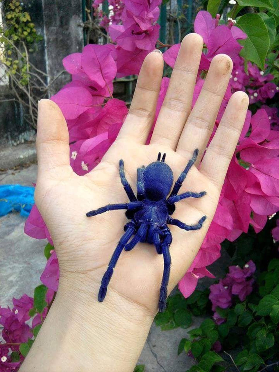 Rùng mình với bộ sưu tập 12 thú cưng "độc lạ" của 10x Khánh Hòa - 9 Một chú Tarantula màu khác của Tân