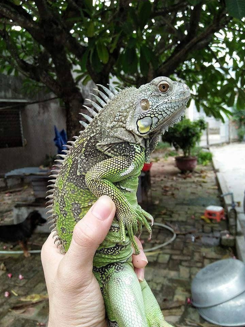 Rùng mình với bộ sưu tập 12 thú cưng "độc lạ" của 10x Khánh Hòa - 1 Green Iguana (cự đà Nam Mỹ)