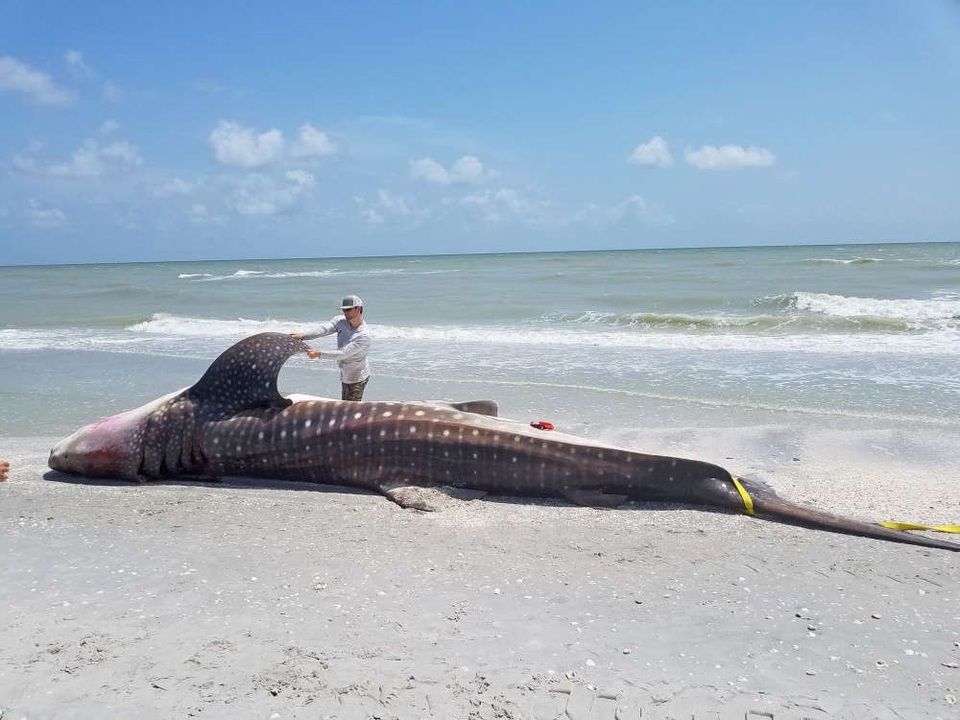 Đợt thủy triều đỏ kinh khủng đang diễn ra Florida - 2
Chưa xác định được nguyên nhân tử vong của con cá mập voi này - Ảnh từ FWC