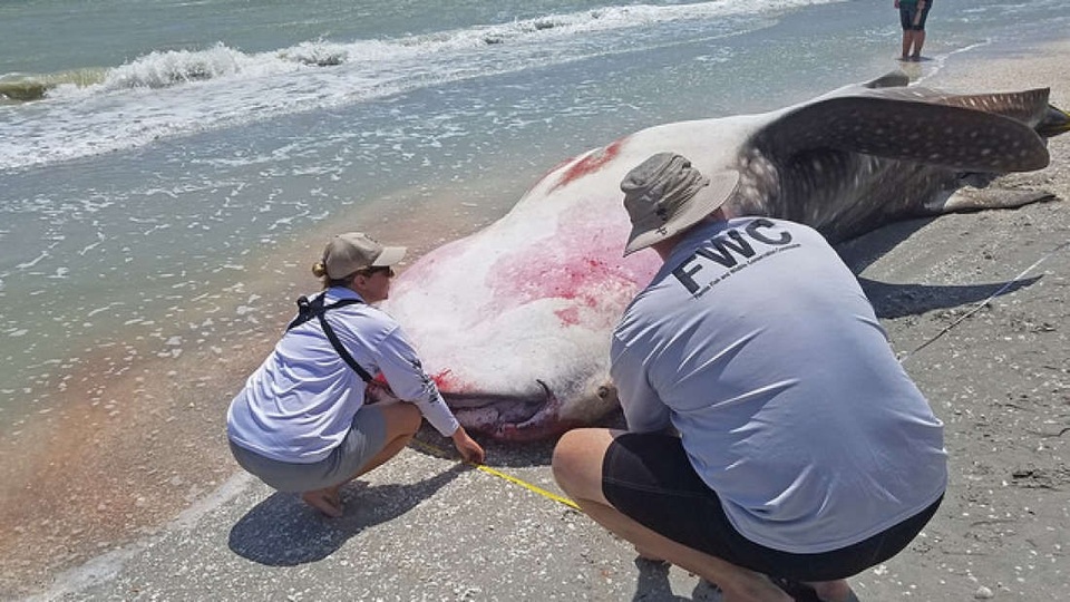 Đợt thủy triều đỏ kinh khủng đang diễn ra Florida - 1 Đợt thủy triều đỏ kinh khủng đang diễn ra Florida - 1