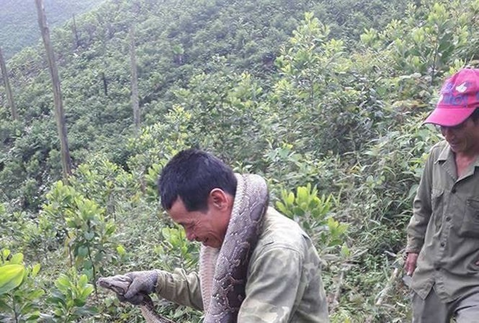 Hãi hùng trăn “khủng” nuốt sống dê 15kg, trăn hơn 30kg cuộn tròn trong ruộng mía - 4 Nhóm người dân Hương Lâm đưa con trăn về nhà.
