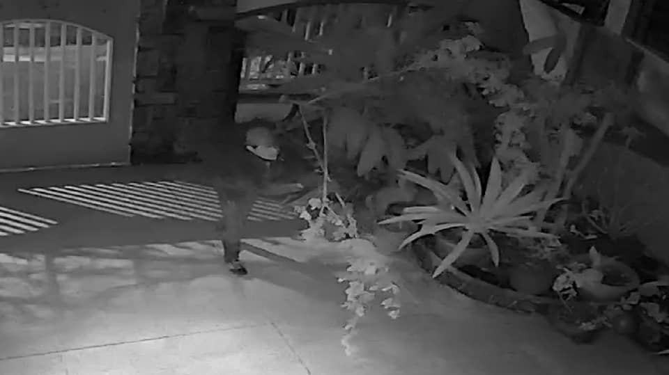 Hình ảnh trích từ camera cho thấy kẻ gian đang cưa trộm hồng của người dân ở Đà Lạt