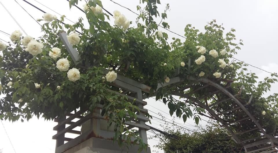 Cây hồng cổ cho hoa rực rỡ của gia đình bà Phương bị kẻ gian cưa ngang thân rồi đào trộm gốc