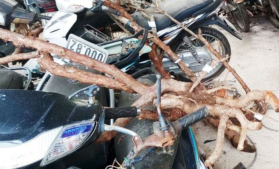 Một gốc hồng cổ bị đào trộm được lực lượng chức năng thu giữ