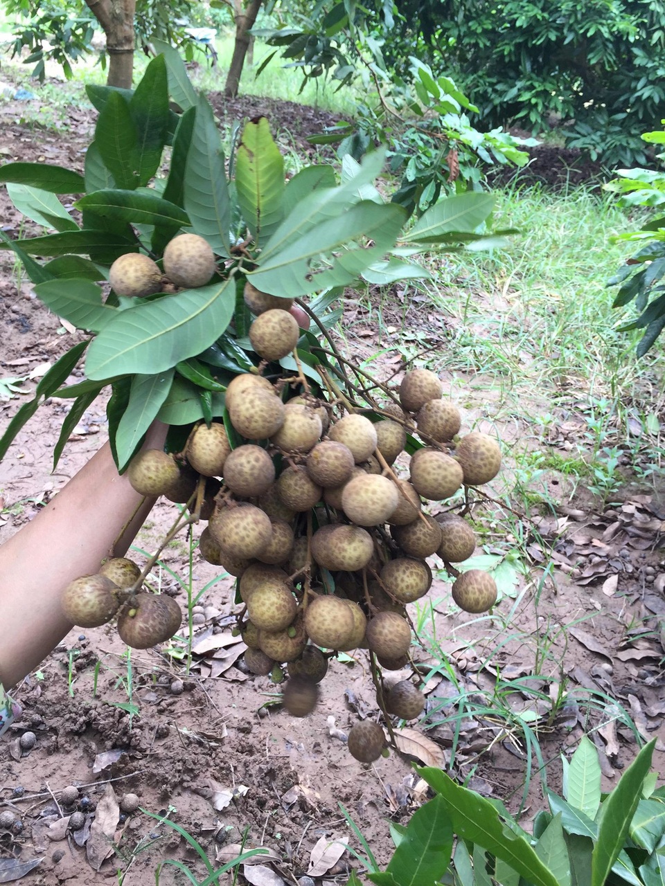 3.000 đồng/kg người trồng nhãn Hưng Yên chán chẳng buồn bẻ - 1 Giá nhãn tại đây đang hạ khá thấp chỉ còn 8.000 - 10.000 đồng/kg