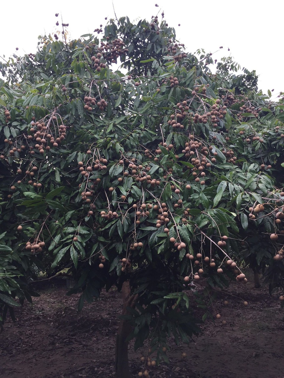 3.000 đồng/kg người trồng nhãn Hưng Yên chán chẳng buồn bẻ - 4 Ở nhiều vùng nhãn Hưng Yên được mùa gấp đôi năm ngoái