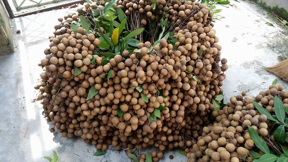 3.000 đồng/kg người trồng nhãn Hưng Yên chán chẳng buồn bẻ - 2 Nhãn được xếp lại để chờ thương lái đến cân