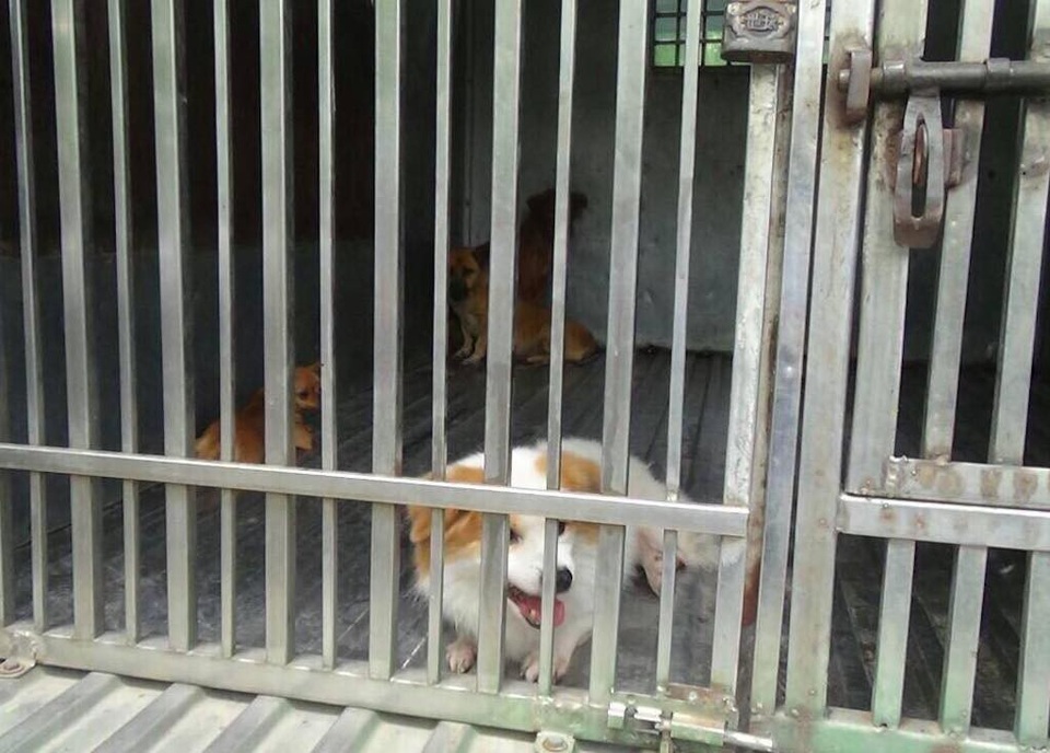 Ra quân bắt chó thả rông ở trung tâm Sài Gòn - 5
Những chú chó thả rông bị bắt giữ chờ chủ nhân đến nhận lại.