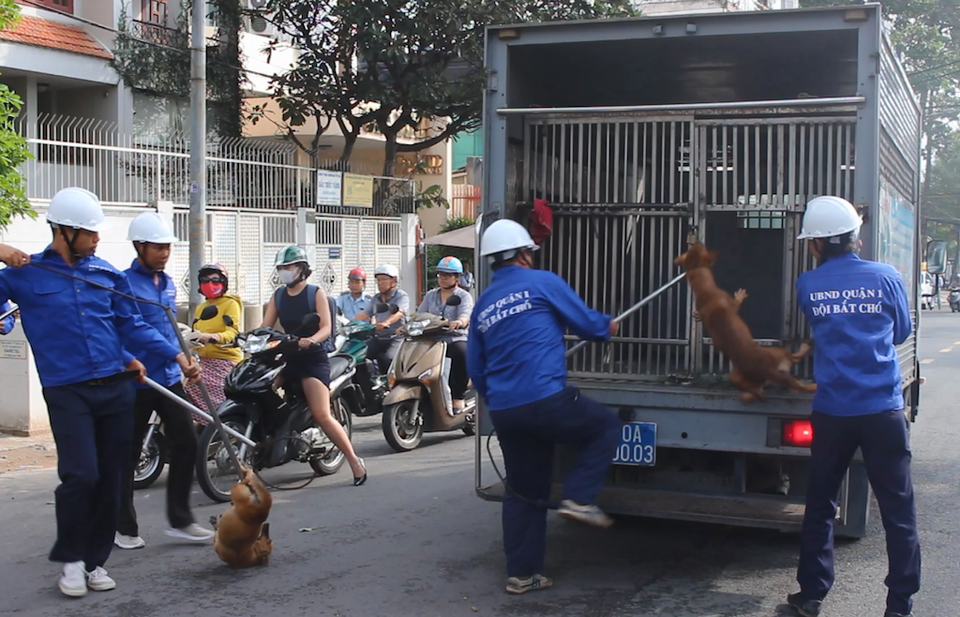 Ra quân bắt chó thả rông ở trung tâm Sài Gòn - 3 Ra quân bắt chó thả rông ở trung tâm Sài Gòn - 3