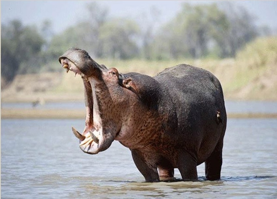 Đừng để thiệt mạng vì thích chụp ảnh động vật hoang dã! - Ảnh 1. Đừng để thiệt mạng vì thích chụp ảnh động vật hoang dã! - Ảnh 1.