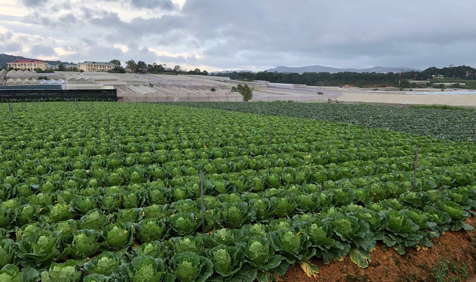 Giá các loại nông sản Đà Lạt bất ngờ giảm mạnh - 2 Vườn rau của chị Phượng đã đến độ thu hoạch nhưng thương lái vẫn không đến cắt