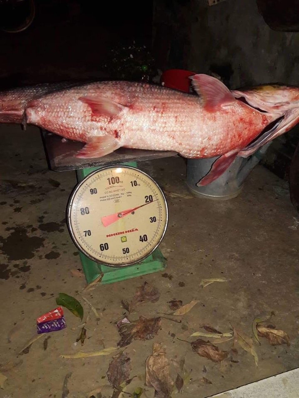 Điểm danh những "thủy quái" khổng lồ mắc lưới ngư dân Việt - 8 Con cá măng nặng 22kg