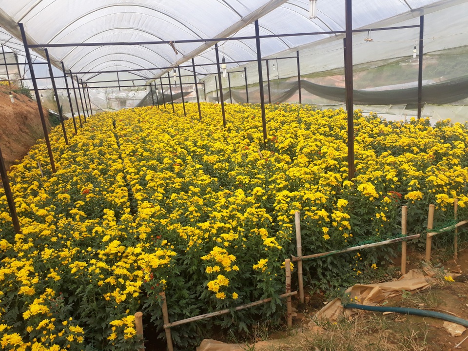 Hoa cúc Đà Lạt tăng giá chóng mặt trước rằm tháng 7 - 2 Giá hoa cúc tăng cao và giữ vững suốt nhiều ngày qua khiến cho người trồng hoa phấn khởi