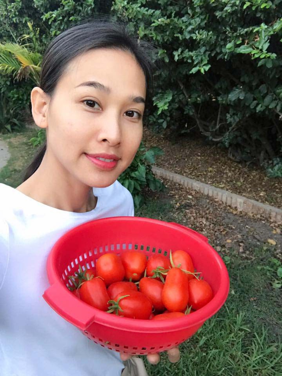 Ngoài ra, người nông dân cũng trồng cà chua...