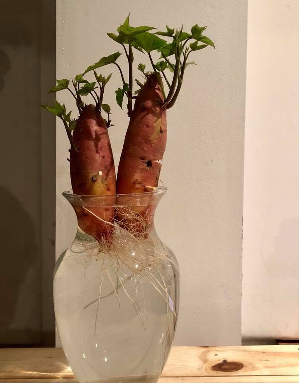 Dương Mỹ Linh còn bắt kịp xu hướng trồng khoai lang bonsai đang được chị em công sở ở Việt Nam rỉ tai nhau.