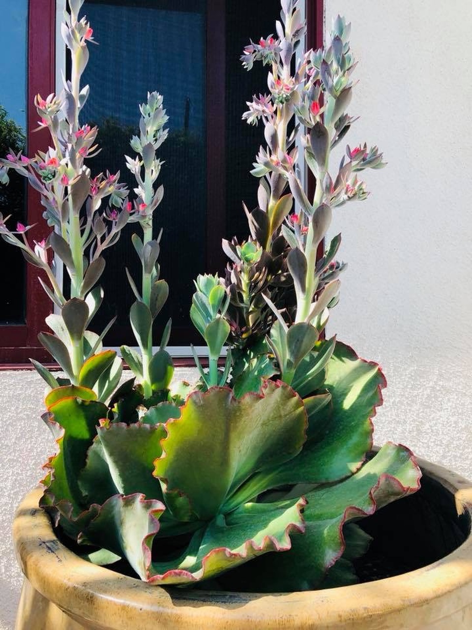 Hình ảnh sân vườn với rất nhiều loại hoa.