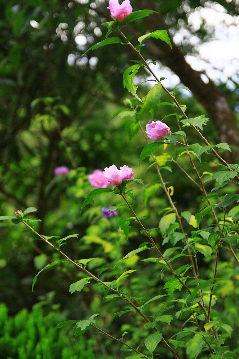 Khám phá Bạch Mã: Khu nghỉ dưỡng siêu đẹp bị lãng quên - 26 Khám phá Bạch Mã: Khu nghỉ dưỡng siêu đẹp bị lãng quên - 26