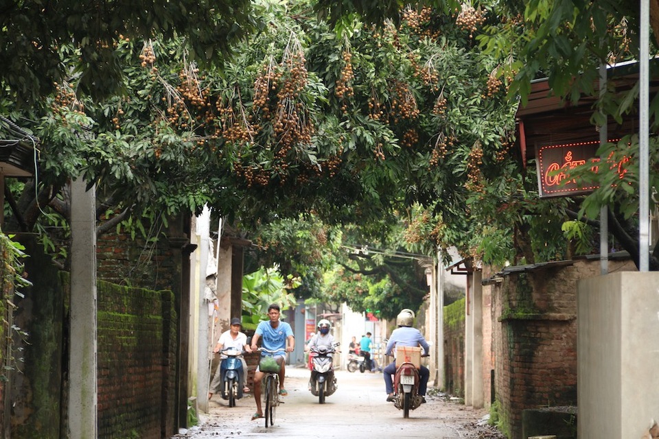 Cây nhãn tổ 130 tuổi ở Hà Nội cho 8 tạ quả một mùa - 9
Trên đường làng của xã Đại Thành đâu đâu cũng thấy nhãn, khoảng 2/9 mới bắt đầu chín. Tuy nhiên, theo người dân ở đây, năm nay nhãn được mùa nên có thể không được giá cao bằng những năm trước.
