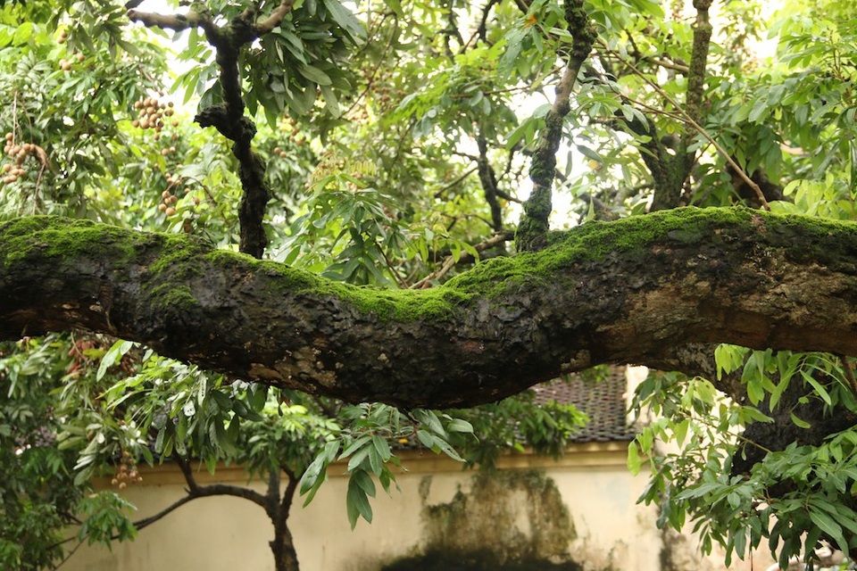 Cây nhãn tổ 130 tuổi ở Hà Nội cho 8 tạ quả một mùa - 5
Theo anh Thành, thời kỳ đỉnh cao, một vụ cây nhãn này cho 8 tạ quả. Nhưng vụ thu kỷ lục 8 tạ quả cũng khiến cây tổn hại, ảnh hưởng tới sản lượng những năm sau. Năm ấy giá nhãn cao, giá một 1kg nhãn tương 1kg thịt lợn hơi, tôi thu về hơn 40 triệu đồng.