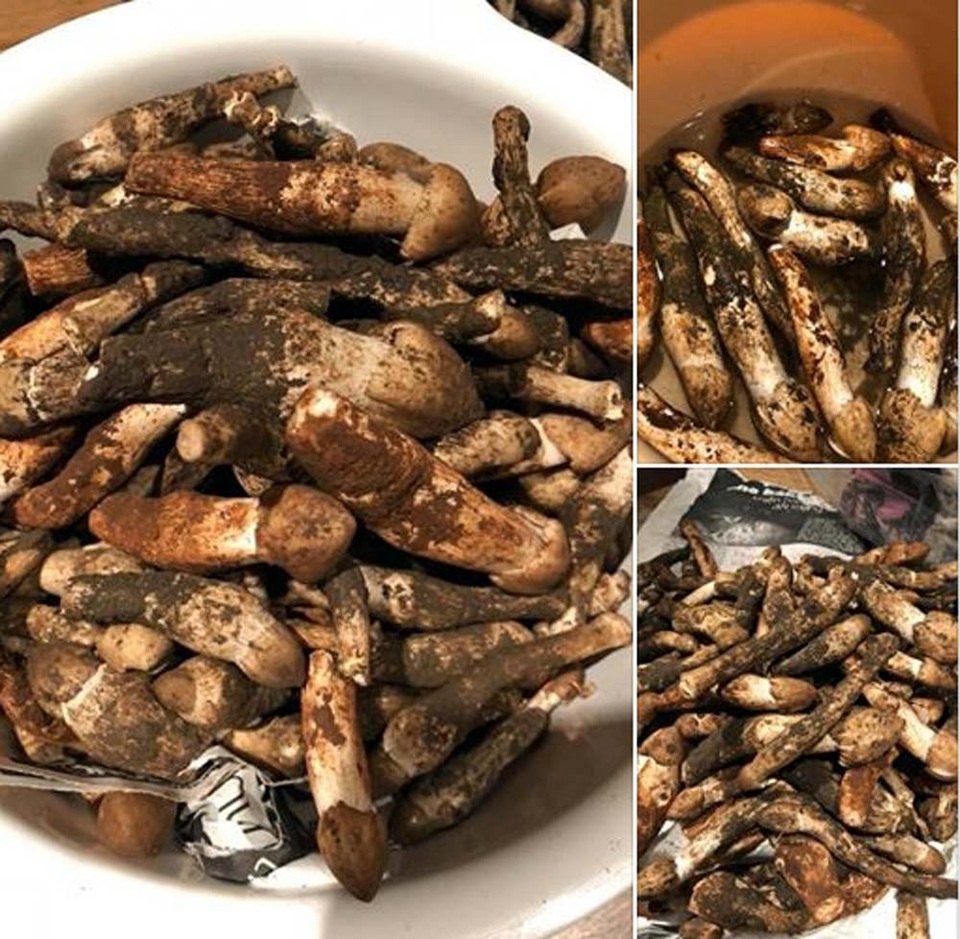 Cô còn khoe hình ảnh thu hoạch nấm tươi sau một thời gian chăm sóc.