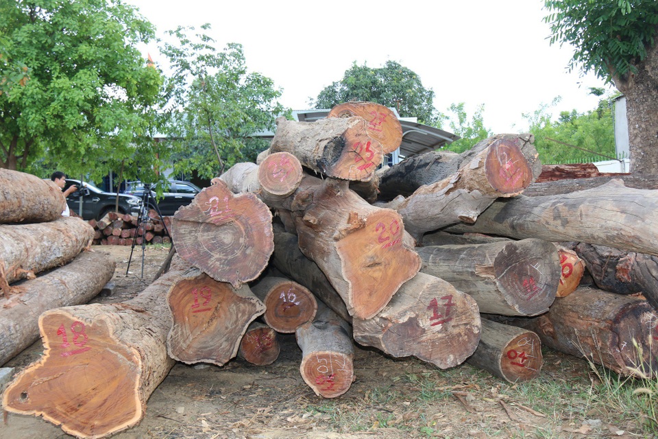 Kỷ luật 5 cán bộ kiểm lâm liên quan vụ bắt trùm gỗ lậu Phượng “râu” - 2 Tang vật toàn gỗ quý bị lực lượng chức năng bắt giữ có liên quan đến Phượng râu