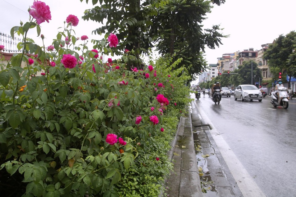 "Con đường hoa hồng" đầu tiên ở Hà Nội - 1
Các khóm hoa hồng được trồng dọc theo vỉa hè đường Lê Trọng Tấn, trên dải ngăn cách giữa lòng đường và vỉa hè.