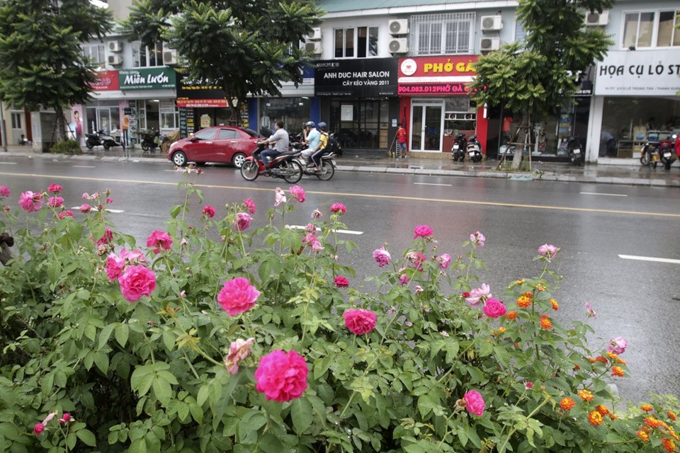 "Con đường hoa hồng" đầu tiên ở Hà Nội - 11 "Con đường hoa hồng" đầu tiên ở Hà Nội - 11