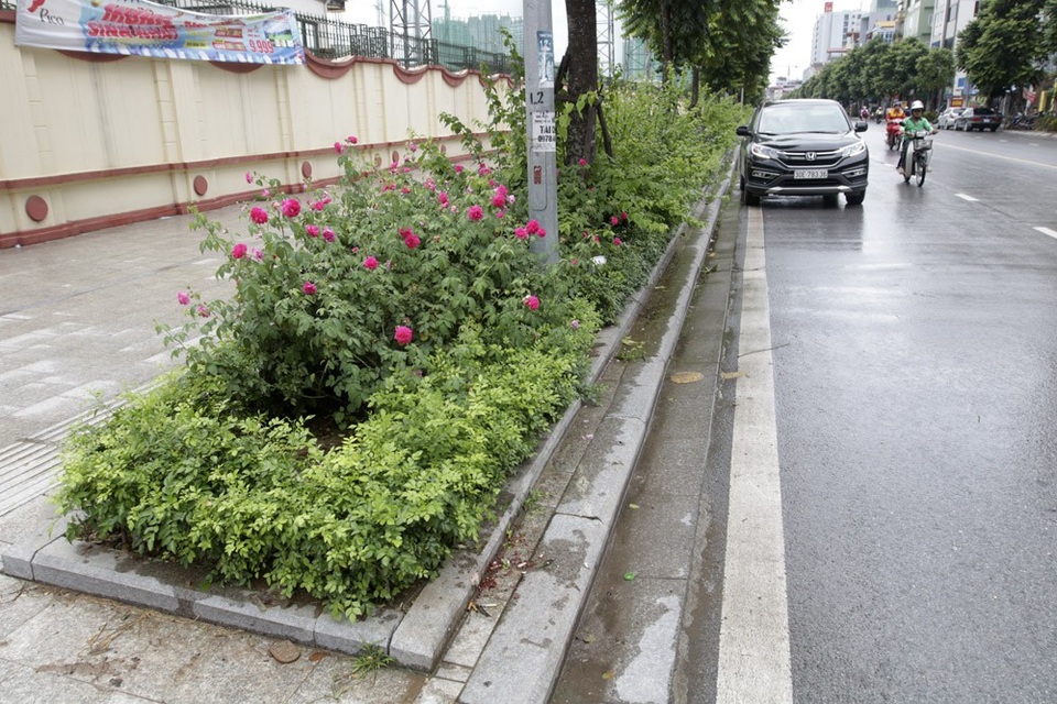 "Con đường hoa hồng" đầu tiên ở Hà Nội - 12 "Con đường hoa hồng" đầu tiên ở Hà Nội - 12