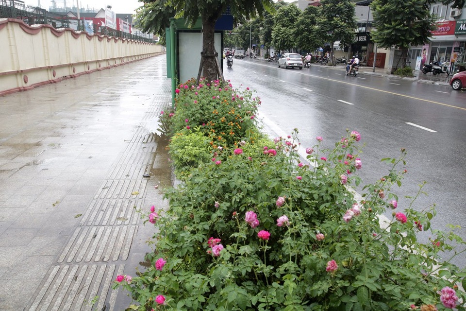 "Con đường hoa hồng" đầu tiên ở Hà Nội - 14 "Con đường hoa hồng" đầu tiên ở Hà Nội - 14