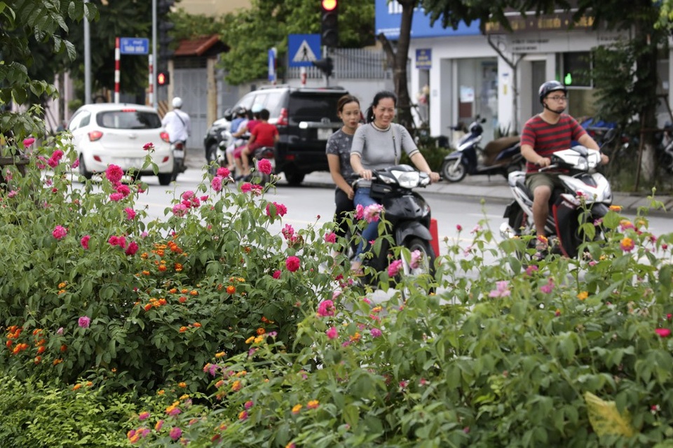 "Con đường hoa hồng" đầu tiên ở Hà Nội - 4 Tuyến phố Lê Trọng Tấn được mở rộng từ năm 2016 và được coi là tuyến đường kiểu mẫu của thủ đô Hà Nội.