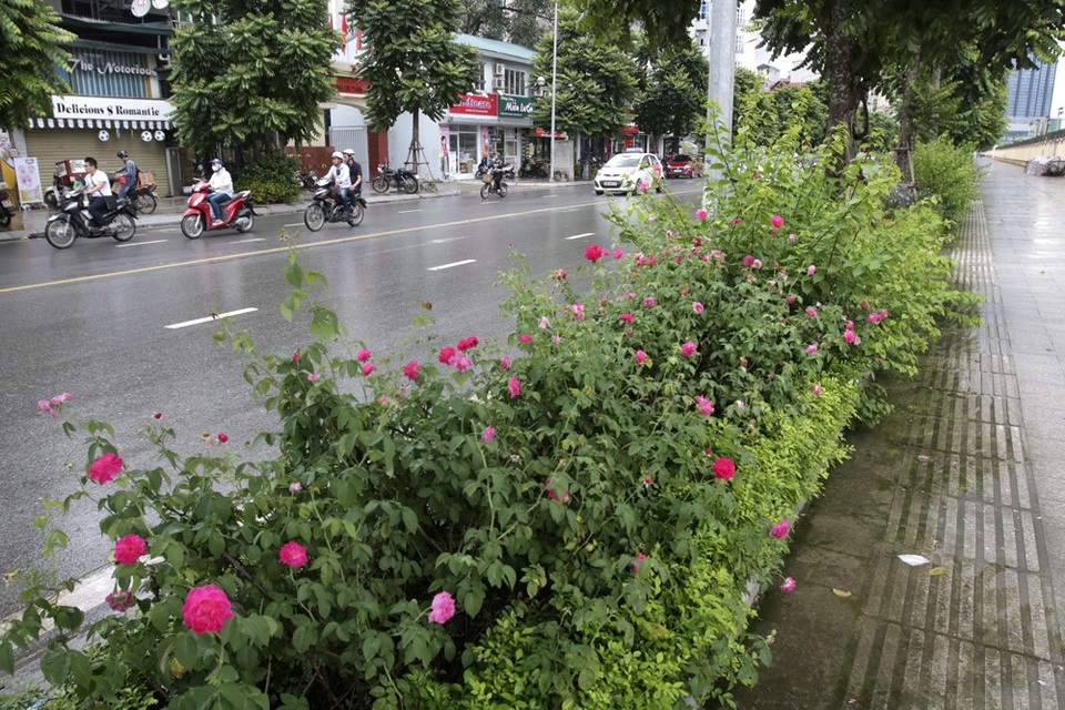 "Con đường hoa hồng" đầu tiên ở Hà Nội - 7
Những khóm hoa hồng khá đẹp nhưng lại có nhược điểm là nhanh tàn.