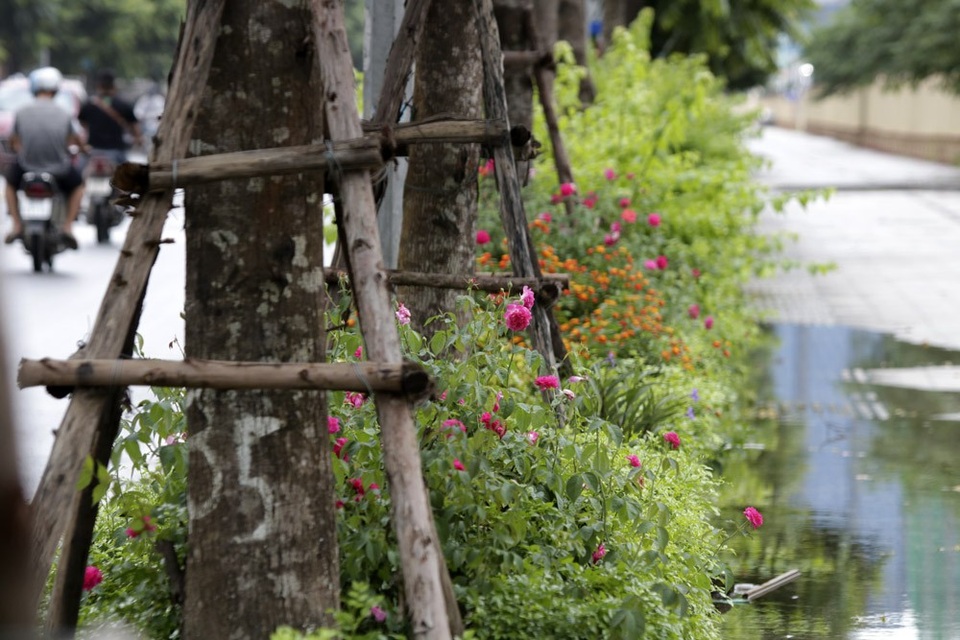 "Con đường hoa hồng" đầu tiên ở Hà Nội - 9 "Con đường hoa hồng" đầu tiên ở Hà Nội - 9