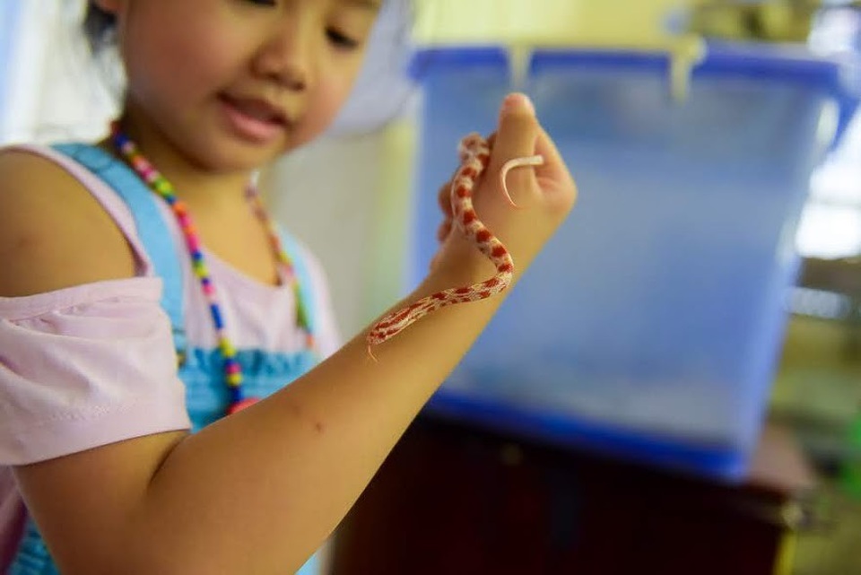 Rợn người hàng chục con rắn cảnh lúc nhúc trong nhà dân chơi 8x Hà Nội - 9 Bé Nguyễn Ngọc Thanh – con gái của Việt Anh năm nay mới 5 tuổi nhưng rất yêu động vật và khá dạn dĩ trước các loài bò sát.