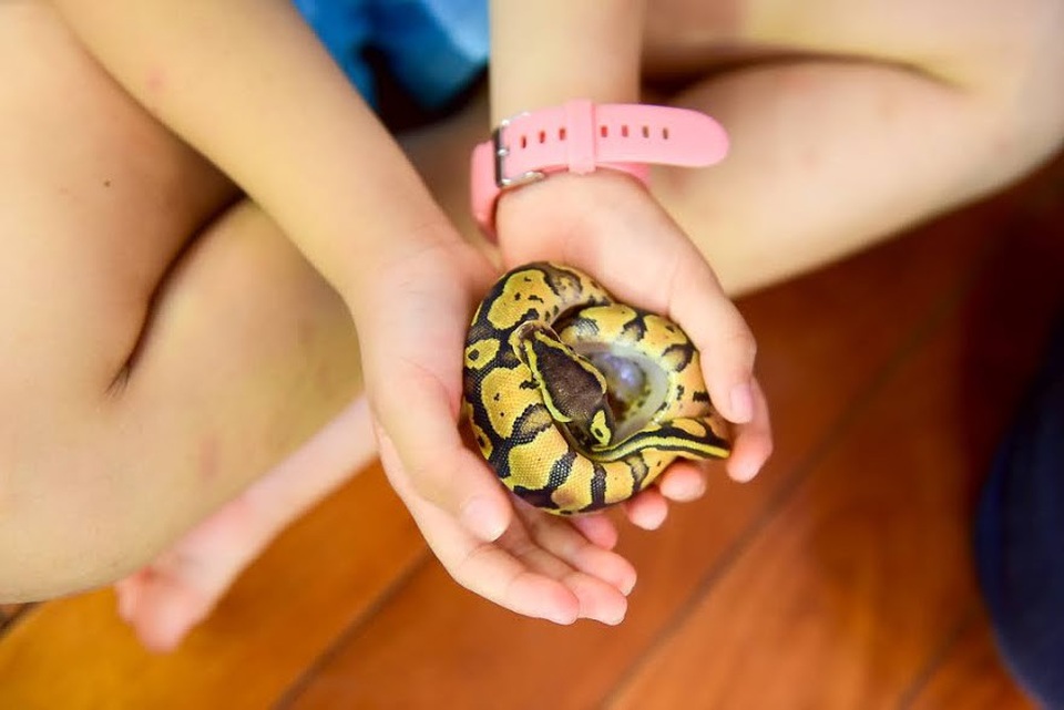 Rợn người hàng chục con rắn cảnh lúc nhúc trong nhà dân chơi 8x Hà Nội - 10 Cô bé tỏ ra rất hào hứng khi được cùng bố chăm sóc các loài rắn, trăn cảnh.