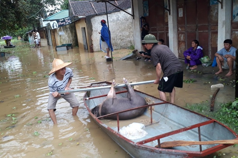 Nước lũ dâng cao tận nóc nhà, hàng nghìn hộ dân phải sơ tán - 4 Vật nuôi cũng được sơ tán đến nơi an toàn