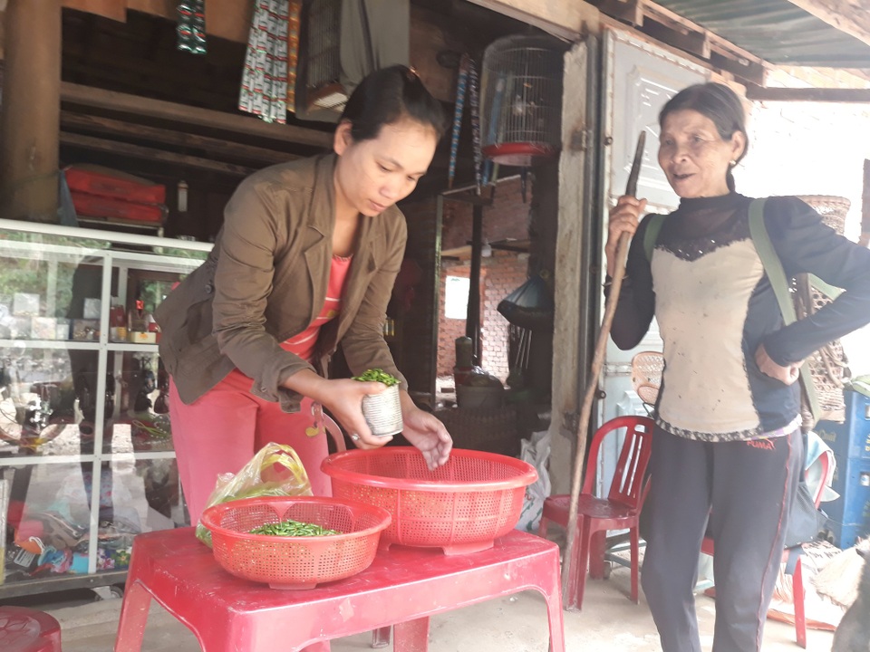 Quảng Ngãi: Kiếm tiền triệu từ đặc sản ớt xiêm rừng - 5 Ớt xiêm rừng đang là đặc sản của người miền xuôi nên có bao nhiêu cũng được thương lái thu mua hết