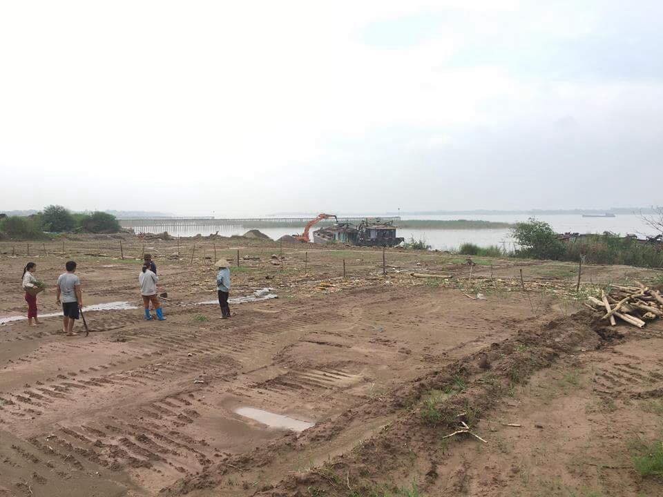 Hà Nội: Vườn nhãn rộng 3.500m2 bất ngờ bị kẻ lạ san phẳng - 3 Các hộ dân thẫn thờ nhìn vườn nhãn, chuối đang đến ngày thu hoạch bị phá hoại.